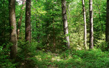 Forest_4_by_rinymph_stock